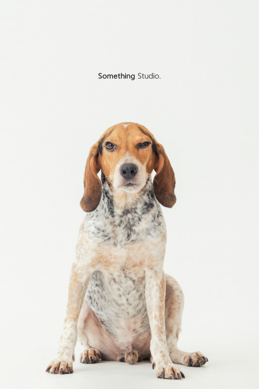 SOMETHINGSTUDIO,三牲工作室,三牲,中途攝影,寵物寫真,寵物攝影,寵物肖像,毛孩,毛孩寫真,汪星人,喵星人,兔星人,狗,米克斯,領養不棄養,領養代替購買