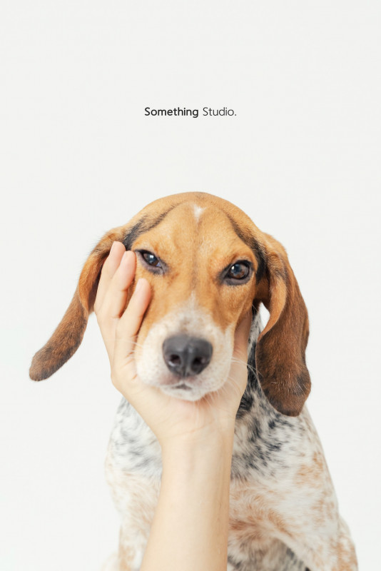SOMETHINGSTUDIO,三牲工作室,三牲,中途攝影,寵物寫真,寵物攝影,寵物肖像,毛孩,毛孩寫真,汪星人,喵星人,兔星人,狗,米克斯,領養不棄養,領養代替購買