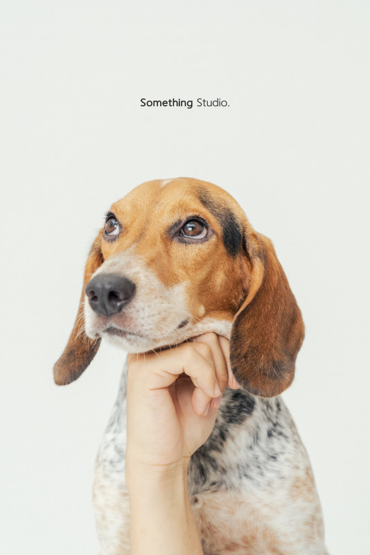 SOMETHINGSTUDIO,三牲工作室,三牲,中途攝影,寵物寫真,寵物攝影,寵物肖像,毛孩,毛孩寫真,汪星人,喵星人,兔星人,狗,米克斯,領養不棄養,領養代替購買