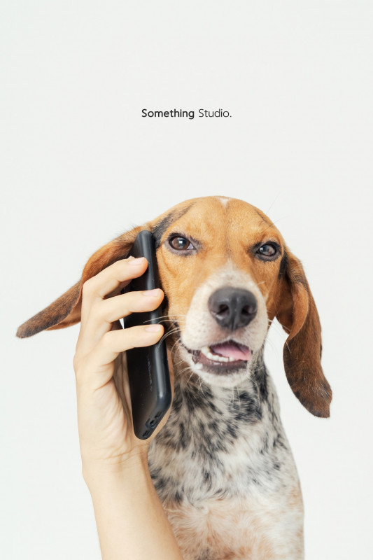 SOMETHINGSTUDIO,三牲工作室,三牲,中途攝影,寵物寫真,寵物攝影,寵物肖像,毛孩,毛孩寫真,汪星人,喵星人,兔星人,狗,米克斯,領養不棄養,領養代替購買