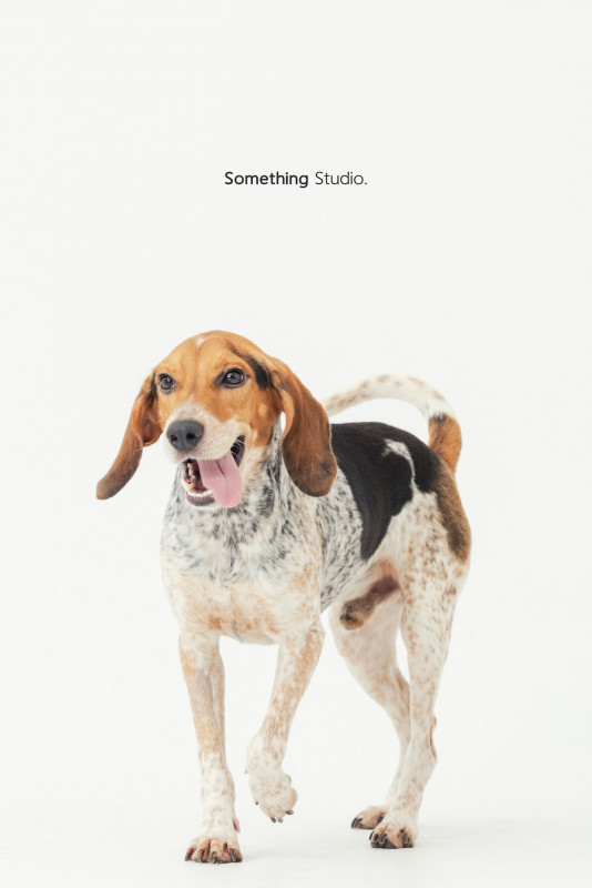 SOMETHINGSTUDIO,三牲工作室,三牲,中途攝影,寵物寫真,寵物攝影,寵物肖像,毛孩,毛孩寫真,汪星人,喵星人,兔星人,狗,米克斯,領養不棄養,領養代替購買