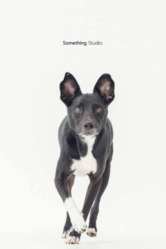 SOMETHINGSTUDIO,三牲工作室,三牲,中途攝影,寵物寫真,寵物攝影,寵物肖像,毛孩,毛孩寫真,汪星人,喵星人,兔星人,狗,米克斯,領養不棄養,領養代替購買