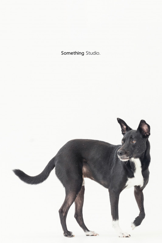SOMETHINGSTUDIO,三牲工作室,三牲,中途攝影,寵物寫真,寵物攝影,寵物肖像,毛孩,毛孩寫真,汪星人,喵星人,兔星人,狗,米克斯,領養不棄養,領養代替購買
