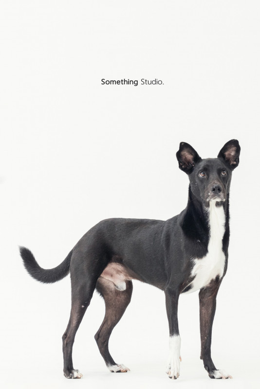SOMETHINGSTUDIO,三牲工作室,三牲,中途攝影,寵物寫真,寵物攝影,寵物肖像,毛孩,毛孩寫真,汪星人,喵星人,兔星人,狗,米克斯,領養不棄養,領養代替購買