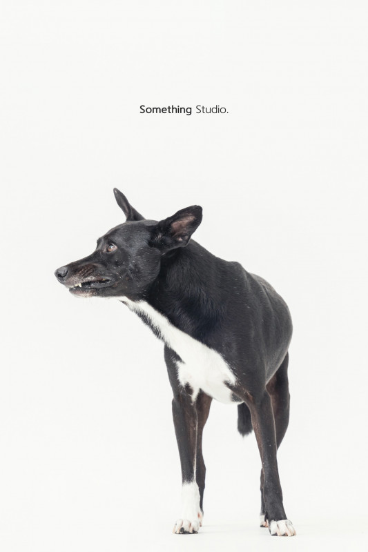 SOMETHINGSTUDIO,三牲工作室,三牲,中途攝影,寵物寫真,寵物攝影,寵物肖像,毛孩,毛孩寫真,汪星人,喵星人,兔星人,狗,米克斯,領養不棄養,領養代替購買