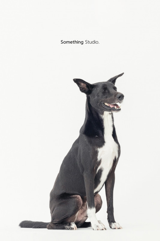 SOMETHINGSTUDIO,三牲工作室,三牲,中途攝影,寵物寫真,寵物攝影,寵物肖像,毛孩,毛孩寫真,汪星人,喵星人,兔星人,狗,米克斯,領養不棄養,領養代替購買