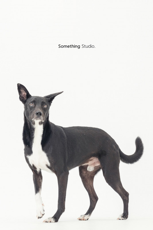 SOMETHINGSTUDIO,三牲工作室,三牲,中途攝影,寵物寫真,寵物攝影,寵物肖像,毛孩,毛孩寫真,汪星人,喵星人,兔星人,狗,米克斯,領養不棄養,領養代替購買