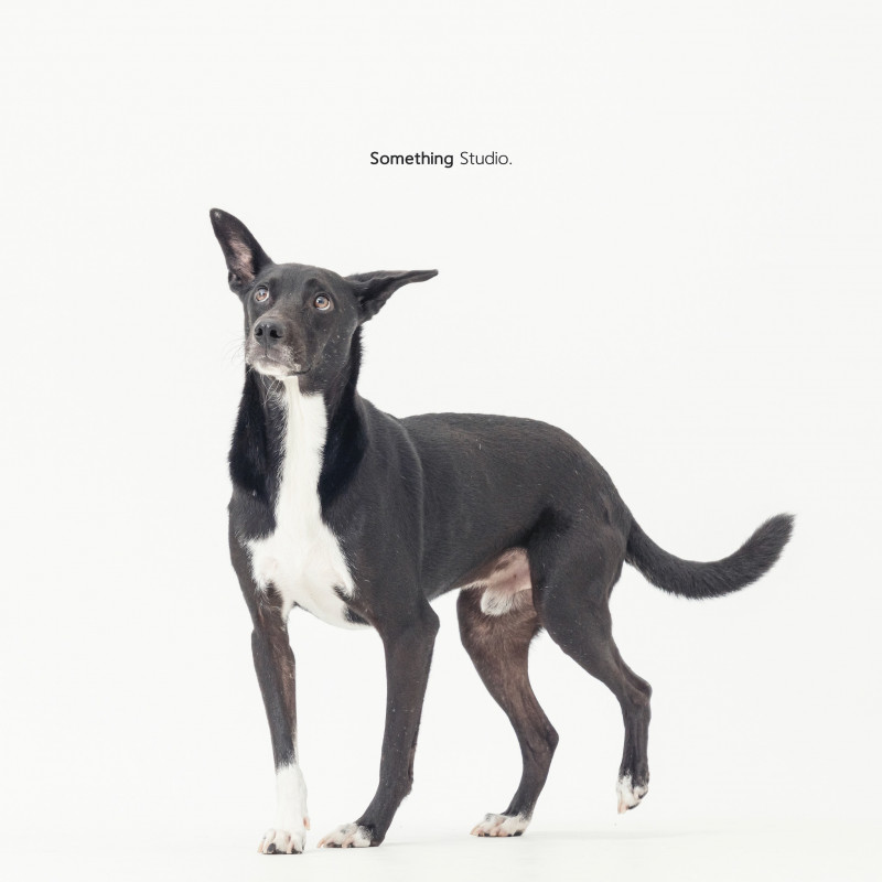 SOMETHINGSTUDIO,三牲工作室,三牲,中途攝影,寵物寫真,寵物攝影,寵物肖像,毛孩,毛孩寫真,汪星人,喵星人,兔星人,狗,米克斯,領養不棄養,領養代替購買