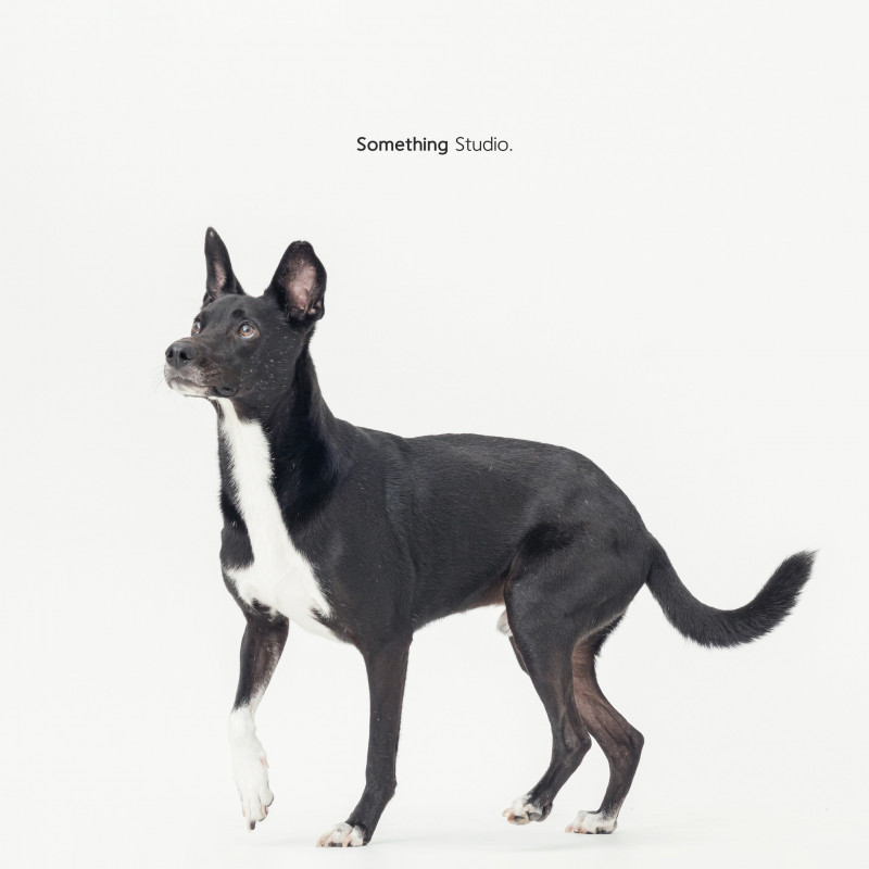 SOMETHINGSTUDIO,三牲工作室,三牲,中途攝影,寵物寫真,寵物攝影,寵物肖像,毛孩,毛孩寫真,汪星人,喵星人,兔星人,狗,米克斯,領養不棄養,領養代替購買