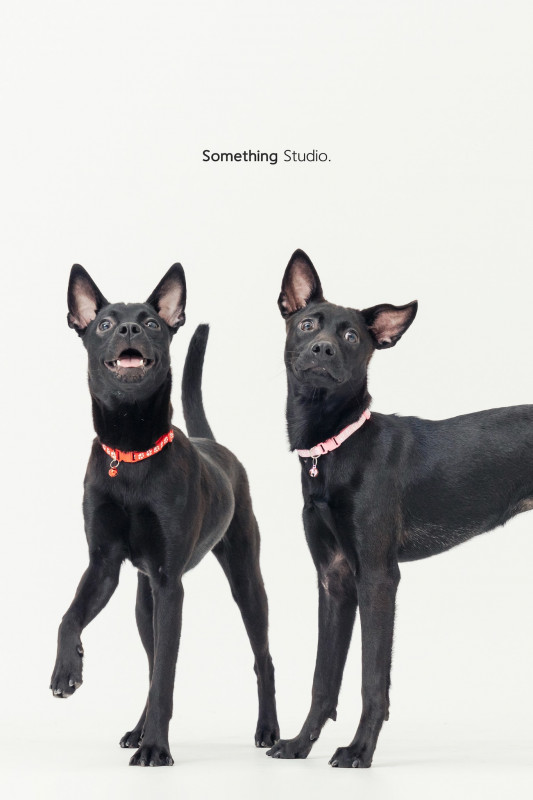 SOMETHINGSTUDIO,三牲工作室,三牲,中途攝影,寵物寫真,寵物攝影,寵物肖像,毛孩,毛孩寫真,汪星人,喵星人,兔星人,狗,米克斯,領養不棄養,領養代替購買