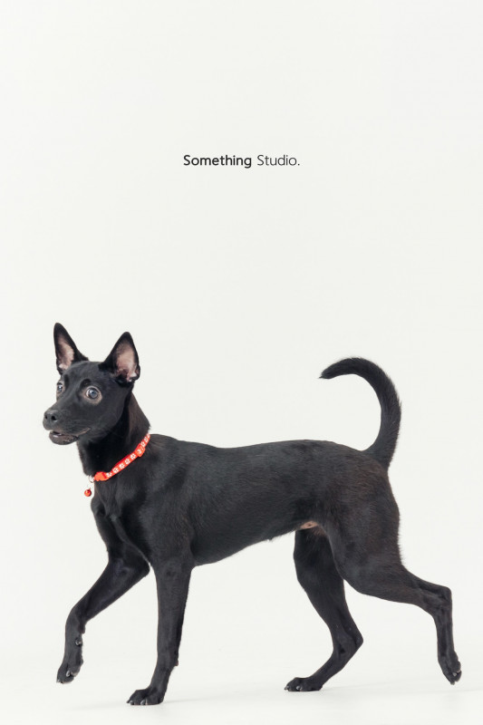 SOMETHINGSTUDIO,三牲工作室,三牲,中途攝影,寵物寫真,寵物攝影,寵物肖像,毛孩,毛孩寫真,汪星人,喵星人,兔星人,狗,米克斯,領養不棄養,領養代替購買