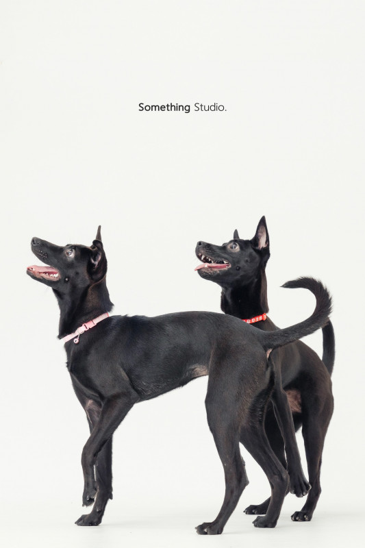 SOMETHINGSTUDIO,三牲工作室,三牲,中途攝影,寵物寫真,寵物攝影,寵物肖像,毛孩,毛孩寫真,汪星人,喵星人,兔星人,狗,米克斯,領養不棄養,領養代替購買