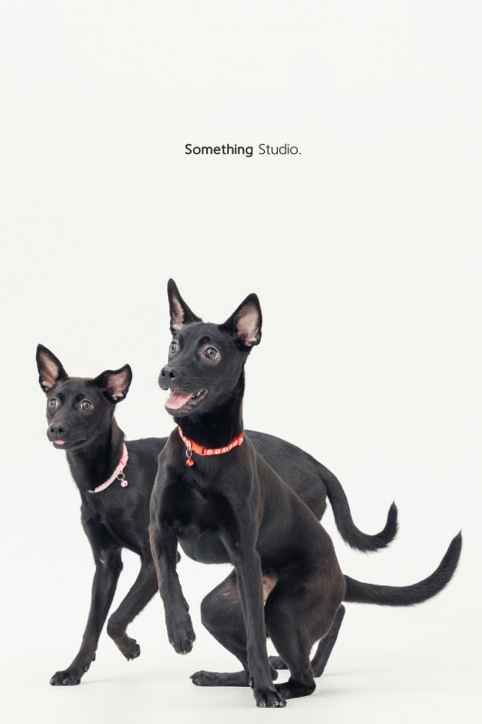 SOMETHINGSTUDIO,三牲工作室,三牲,中途攝影,寵物寫真,寵物攝影,寵物肖像,毛孩,毛孩寫真,汪星人,喵星人,兔星人,狗,米克斯,領養不棄養,領養代替購買