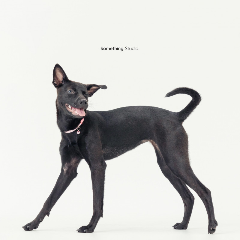 SOMETHINGSTUDIO,三牲工作室,三牲,中途攝影,寵物寫真,寵物攝影,寵物肖像,毛孩,毛孩寫真,汪星人,喵星人,兔星人,狗,米克斯,領養不棄養,領養代替購買