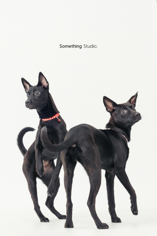 SOMETHINGSTUDIO,三牲工作室,三牲,中途攝影,寵物寫真,寵物攝影,寵物肖像,毛孩,毛孩寫真,汪星人,喵星人,兔星人,狗,米克斯,領養不棄養,領養代替購買