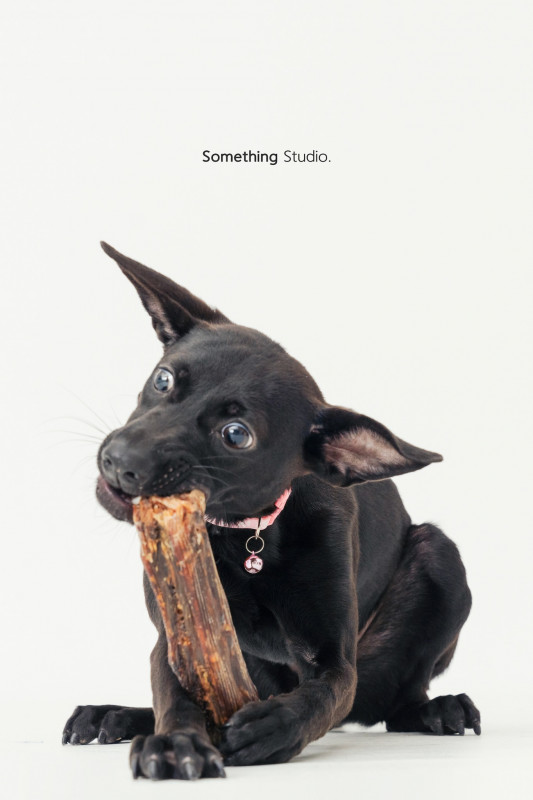 SOMETHINGSTUDIO,三牲工作室,三牲,中途攝影,寵物寫真,寵物攝影,寵物肖像,毛孩,毛孩寫真,汪星人,喵星人,兔星人,狗,米克斯,領養不棄養,領養代替購買