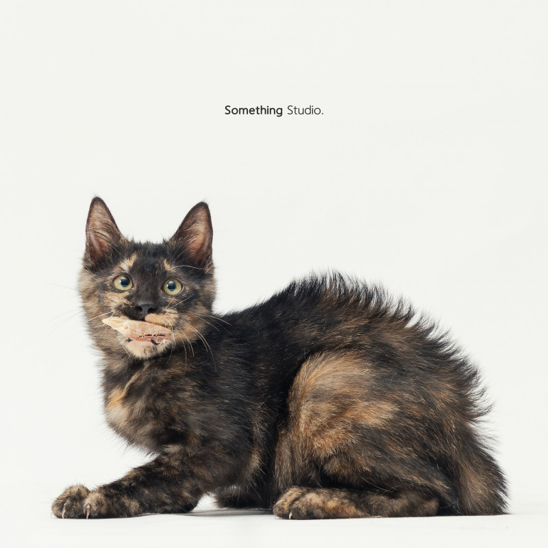 SOMETHINGSTUDIO,三牲工作室,三牲,中途攝影,寵物寫真,寵物攝影,寵物肖像,毛孩,毛孩寫真,汪星人,喵星人,兔星人,狗,米克斯,領養不棄養,領養代替購買