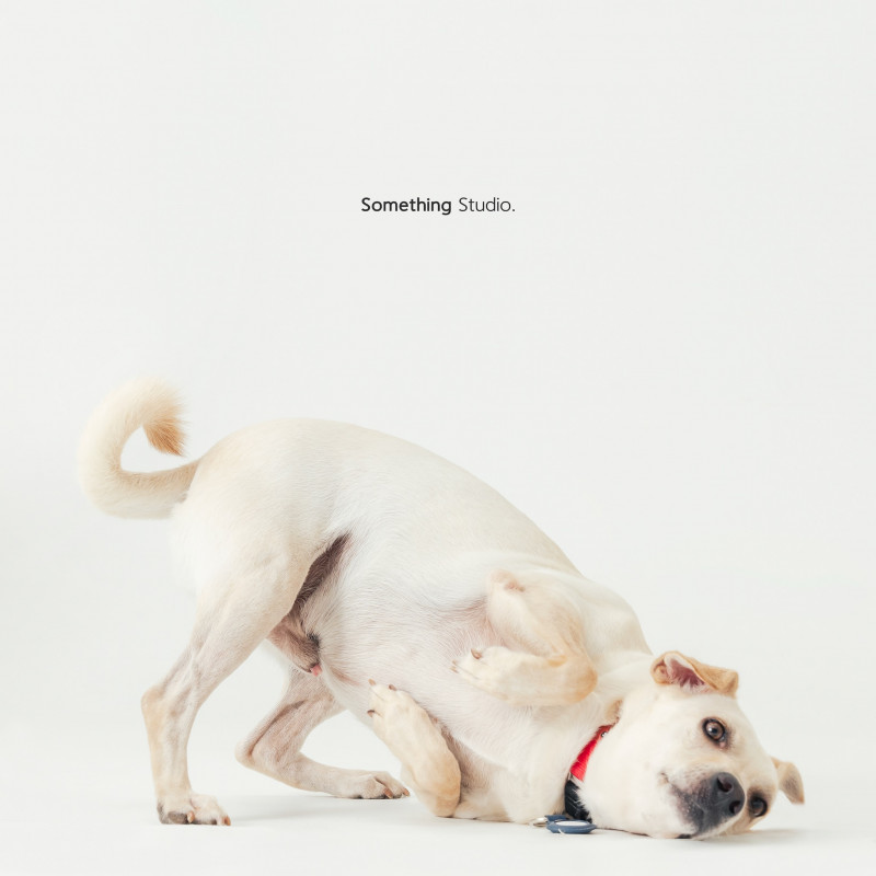 SOMETHINGSTUDIO,三牲工作室,三牲,中途攝影,寵物寫真,寵物攝影,寵物肖像,毛孩,毛孩寫真,汪星人,喵星人,兔星人,狗,米克斯,領養不棄養,領養代替購買