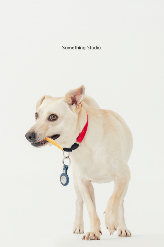 SOMETHINGSTUDIO,三牲工作室,三牲,中途攝影,寵物寫真,寵物攝影,寵物肖像,毛孩,毛孩寫真,汪星人,喵星人,兔星人,狗,米克斯,領養不棄養,領養代替購買