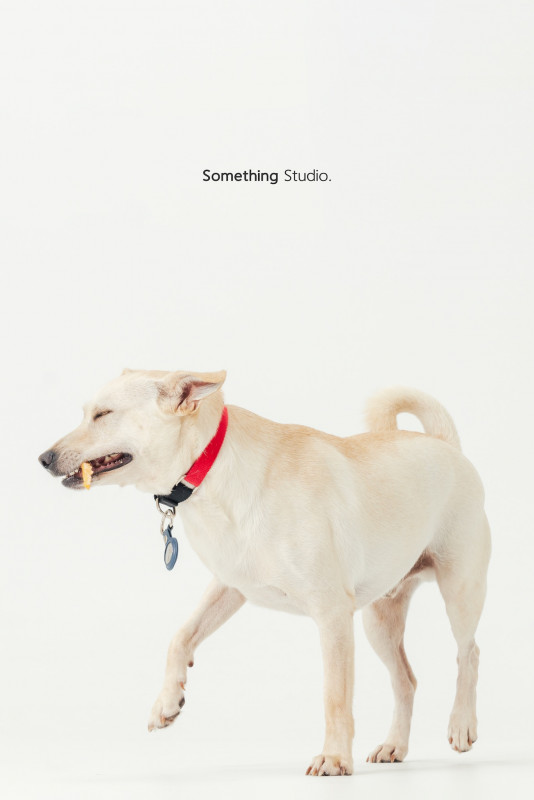 SOMETHINGSTUDIO,三牲工作室,三牲,中途攝影,寵物寫真,寵物攝影,寵物肖像,毛孩,毛孩寫真,汪星人,喵星人,兔星人,狗,米克斯,領養不棄養,領養代替購買