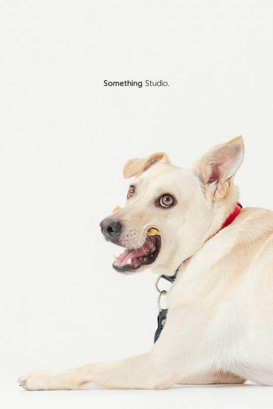 SOMETHINGSTUDIO,三牲工作室,三牲,中途攝影,寵物寫真,寵物攝影,寵物肖像,毛孩,毛孩寫真,汪星人,喵星人,兔星人,狗,米克斯,領養不棄養,領養代替購買