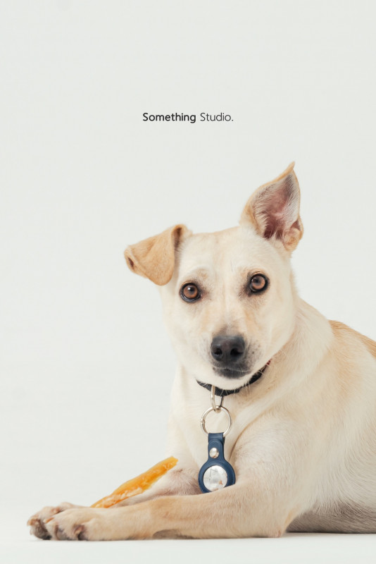 SOMETHINGSTUDIO,三牲工作室,三牲,中途攝影,寵物寫真,寵物攝影,寵物肖像,毛孩,毛孩寫真,汪星人,喵星人,兔星人,狗,米克斯,領養不棄養,領養代替購買