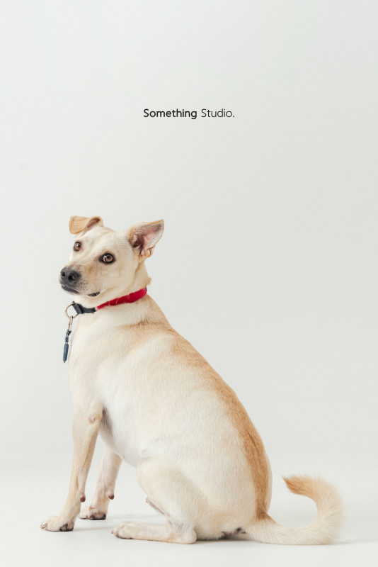 SOMETHINGSTUDIO,三牲工作室,三牲,中途攝影,寵物寫真,寵物攝影,寵物肖像,毛孩,毛孩寫真,汪星人,喵星人,兔星人,狗,米克斯,領養不棄養,領養代替購買