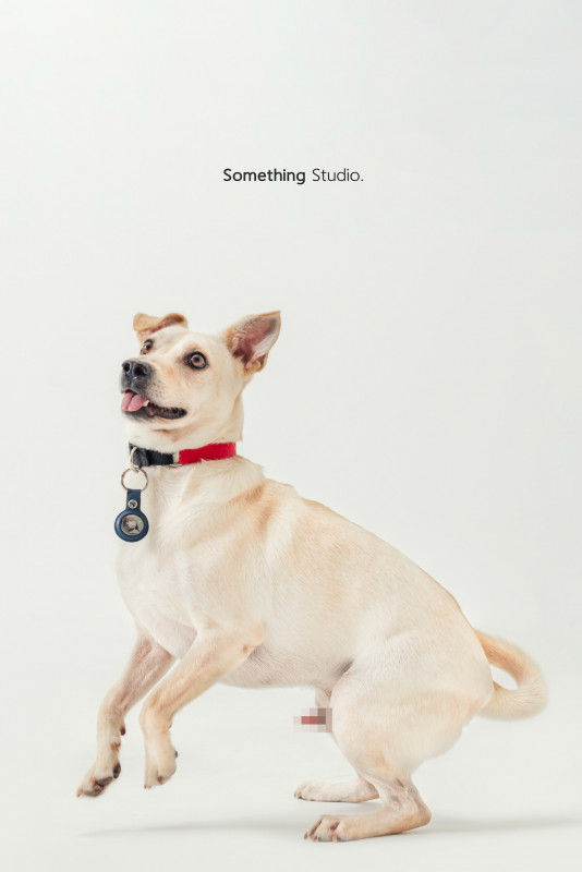 SOMETHINGSTUDIO,三牲工作室,三牲,中途攝影,寵物寫真,寵物攝影,寵物肖像,毛孩,毛孩寫真,汪星人,喵星人,兔星人,狗,米克斯,領養不棄養,領養代替購買