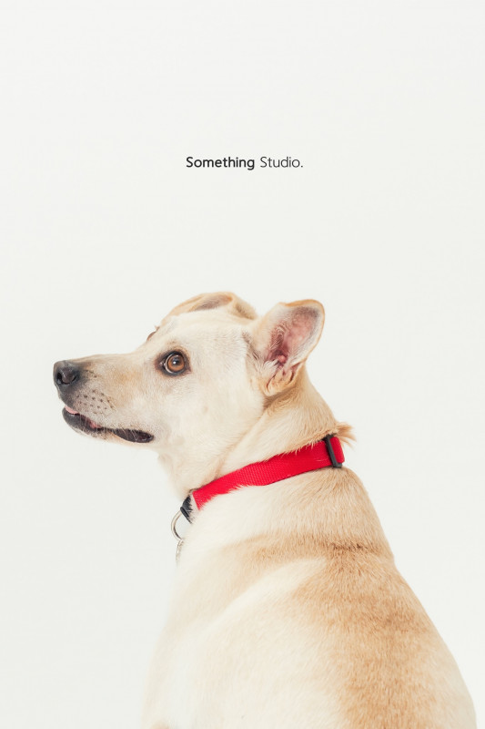 SOMETHINGSTUDIO,三牲工作室,三牲,中途攝影,寵物寫真,寵物攝影,寵物肖像,毛孩,毛孩寫真,汪星人,喵星人,兔星人,狗,米克斯,領養不棄養,領養代替購買