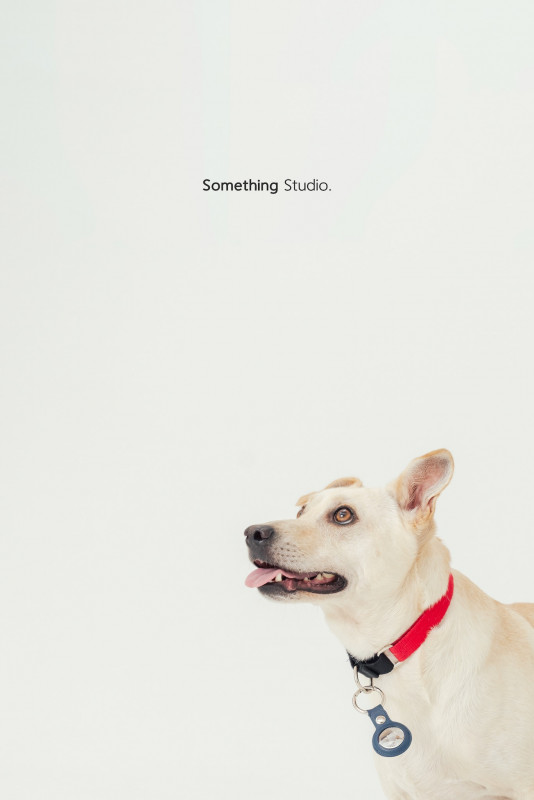 SOMETHINGSTUDIO,三牲工作室,三牲,中途攝影,寵物寫真,寵物攝影,寵物肖像,毛孩,毛孩寫真,汪星人,喵星人,兔星人,狗,米克斯,領養不棄養,領養代替購買