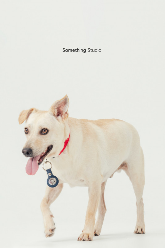 SOMETHINGSTUDIO,三牲工作室,三牲,中途攝影,寵物寫真,寵物攝影,寵物肖像,毛孩,毛孩寫真,汪星人,喵星人,兔星人,狗,米克斯,領養不棄養,領養代替購買