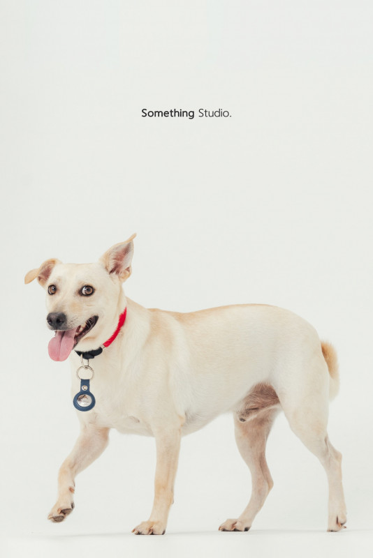 SOMETHINGSTUDIO,三牲工作室,三牲,中途攝影,寵物寫真,寵物攝影,寵物肖像,毛孩,毛孩寫真,汪星人,喵星人,兔星人,狗,米克斯,領養不棄養,領養代替購買