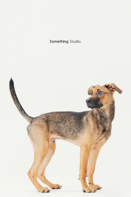 SOMETHINGSTUDIO,三牲工作室,三牲,中途攝影,寵物寫真,寵物攝影,寵物肖像,毛孩,毛孩寫真,汪星人,喵星人,兔星人,狗,米克斯,領養不棄養,領養代替購買