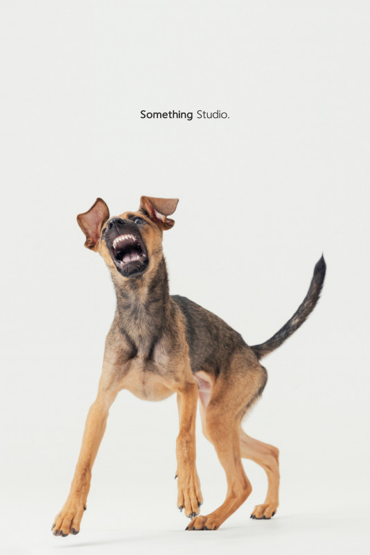 SOMETHINGSTUDIO,三牲工作室,三牲,中途攝影,寵物寫真,寵物攝影,寵物肖像,毛孩,毛孩寫真,汪星人,喵星人,兔星人,狗,米克斯,領養不棄養,領養代替購買