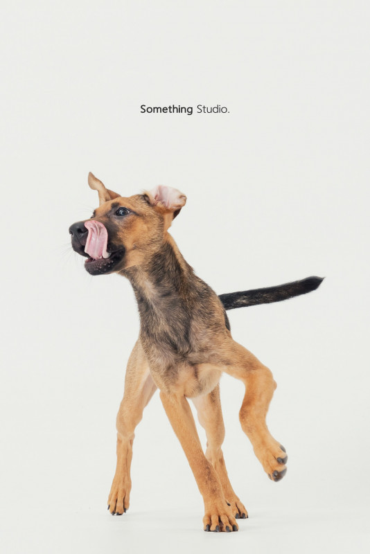 SOMETHINGSTUDIO,三牲工作室,三牲,中途攝影,寵物寫真,寵物攝影,寵物肖像,毛孩,毛孩寫真,汪星人,喵星人,兔星人,狗,米克斯,領養不棄養,領養代替購買