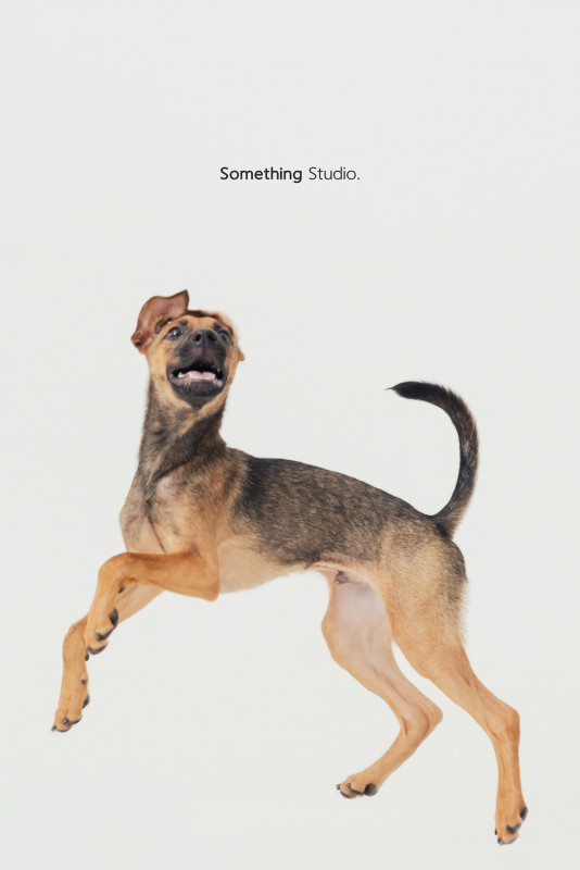 SOMETHINGSTUDIO,三牲工作室,三牲,中途攝影,寵物寫真,寵物攝影,寵物肖像,毛孩,毛孩寫真,汪星人,喵星人,兔星人,狗,米克斯,領養不棄養,領養代替購買