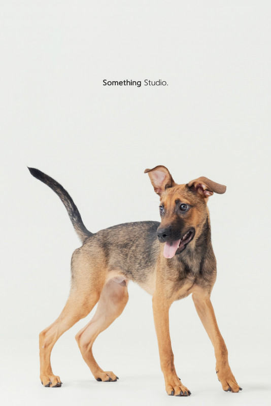 SOMETHINGSTUDIO,三牲工作室,三牲,中途攝影,寵物寫真,寵物攝影,寵物肖像,毛孩,毛孩寫真,汪星人,喵星人,兔星人,狗,米克斯,領養不棄養,領養代替購買