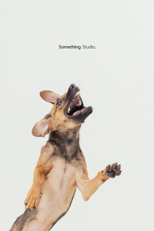 SOMETHINGSTUDIO,三牲工作室,三牲,中途攝影,寵物寫真,寵物攝影,寵物肖像,毛孩,毛孩寫真,汪星人,喵星人,兔星人,狗,米克斯,領養不棄養,領養代替購買