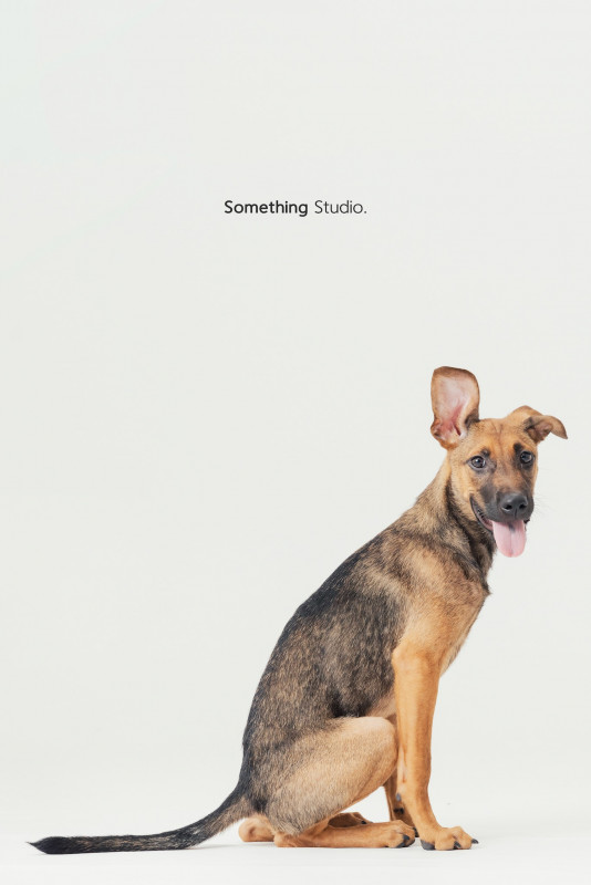 SOMETHINGSTUDIO,三牲工作室,三牲,中途攝影,寵物寫真,寵物攝影,寵物肖像,毛孩,毛孩寫真,汪星人,喵星人,兔星人,狗,米克斯,領養不棄養,領養代替購買