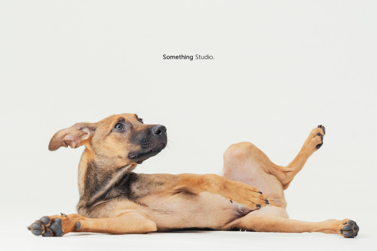 SOMETHINGSTUDIO,三牲工作室,三牲,中途攝影,寵物寫真,寵物攝影,寵物肖像,毛孩,毛孩寫真,汪星人,喵星人,兔星人,狗,米克斯,領養不棄養,領養代替購買
