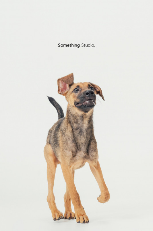SOMETHINGSTUDIO,三牲工作室,三牲,中途攝影,寵物寫真,寵物攝影,寵物肖像,毛孩,毛孩寫真,汪星人,喵星人,兔星人,狗,米克斯,領養不棄養,領養代替購買