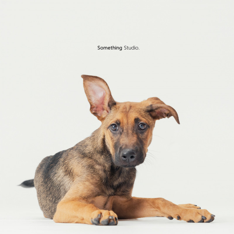 SOMETHINGSTUDIO,三牲工作室,三牲,中途攝影,寵物寫真,寵物攝影,寵物肖像,毛孩,毛孩寫真,汪星人,喵星人,兔星人,狗,米克斯,領養不棄養,領養代替購買