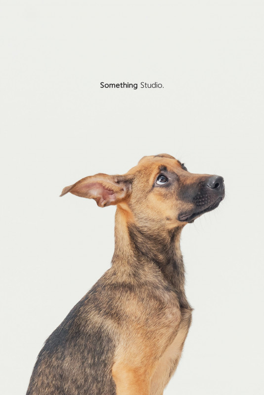 SOMETHINGSTUDIO,三牲工作室,三牲,中途攝影,寵物寫真,寵物攝影,寵物肖像,毛孩,毛孩寫真,汪星人,喵星人,兔星人,狗,米克斯,領養不棄養,領養代替購買