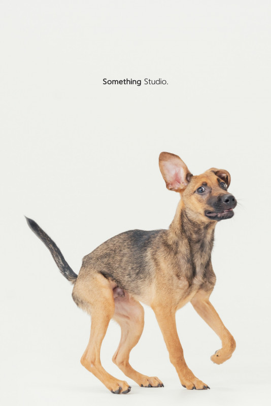 SOMETHINGSTUDIO,三牲工作室,三牲,中途攝影,寵物寫真,寵物攝影,寵物肖像,毛孩,毛孩寫真,汪星人,喵星人,兔星人,狗,米克斯,領養不棄養,領養代替購買