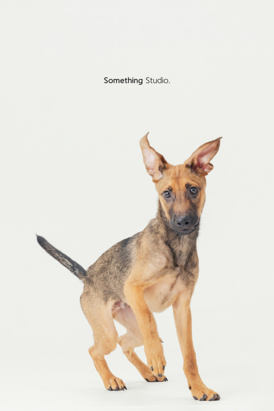 SOMETHINGSTUDIO,三牲工作室,三牲,中途攝影,寵物寫真,寵物攝影,寵物肖像,毛孩,毛孩寫真,汪星人,喵星人,兔星人,狗,米克斯,領養不棄養,領養代替購買