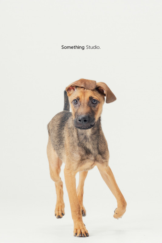 SOMETHINGSTUDIO,三牲工作室,三牲,中途攝影,寵物寫真,寵物攝影,寵物肖像,毛孩,毛孩寫真,汪星人,喵星人,兔星人,狗,米克斯,領養不棄養,領養代替購買