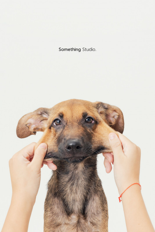 SOMETHINGSTUDIO,三牲工作室,三牲,中途攝影,寵物寫真,寵物攝影,寵物肖像,毛孩,毛孩寫真,汪星人,喵星人,兔星人,狗,米克斯,領養不棄養,領養代替購買