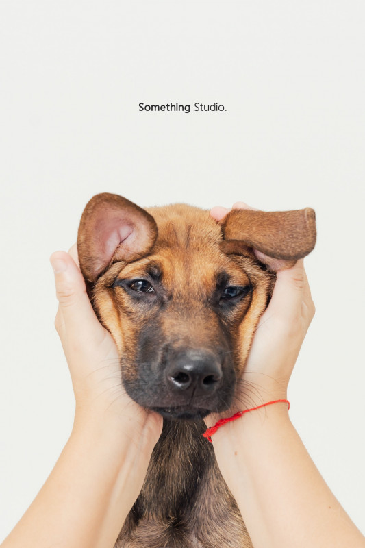 SOMETHINGSTUDIO,三牲工作室,三牲,中途攝影,寵物寫真,寵物攝影,寵物肖像,毛孩,毛孩寫真,汪星人,喵星人,兔星人,狗,米克斯,領養不棄養,領養代替購買
