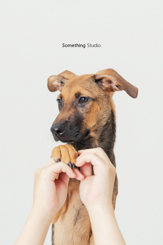 SOMETHINGSTUDIO,三牲工作室,三牲,中途攝影,寵物寫真,寵物攝影,寵物肖像,毛孩,毛孩寫真,汪星人,喵星人,兔星人,狗,米克斯,領養不棄養,領養代替購買