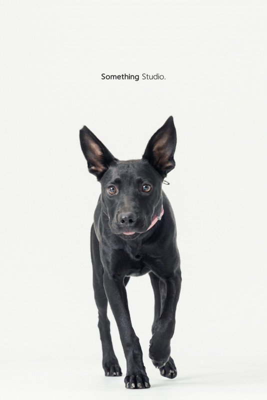 SOMETHINGSTUDIO,三牲工作室,三牲,中途攝影,寵物寫真,寵物攝影,寵物肖像,毛孩,毛孩寫真,汪星人,喵星人,兔星人,狗,米克斯,領養不棄養,領養代替購買